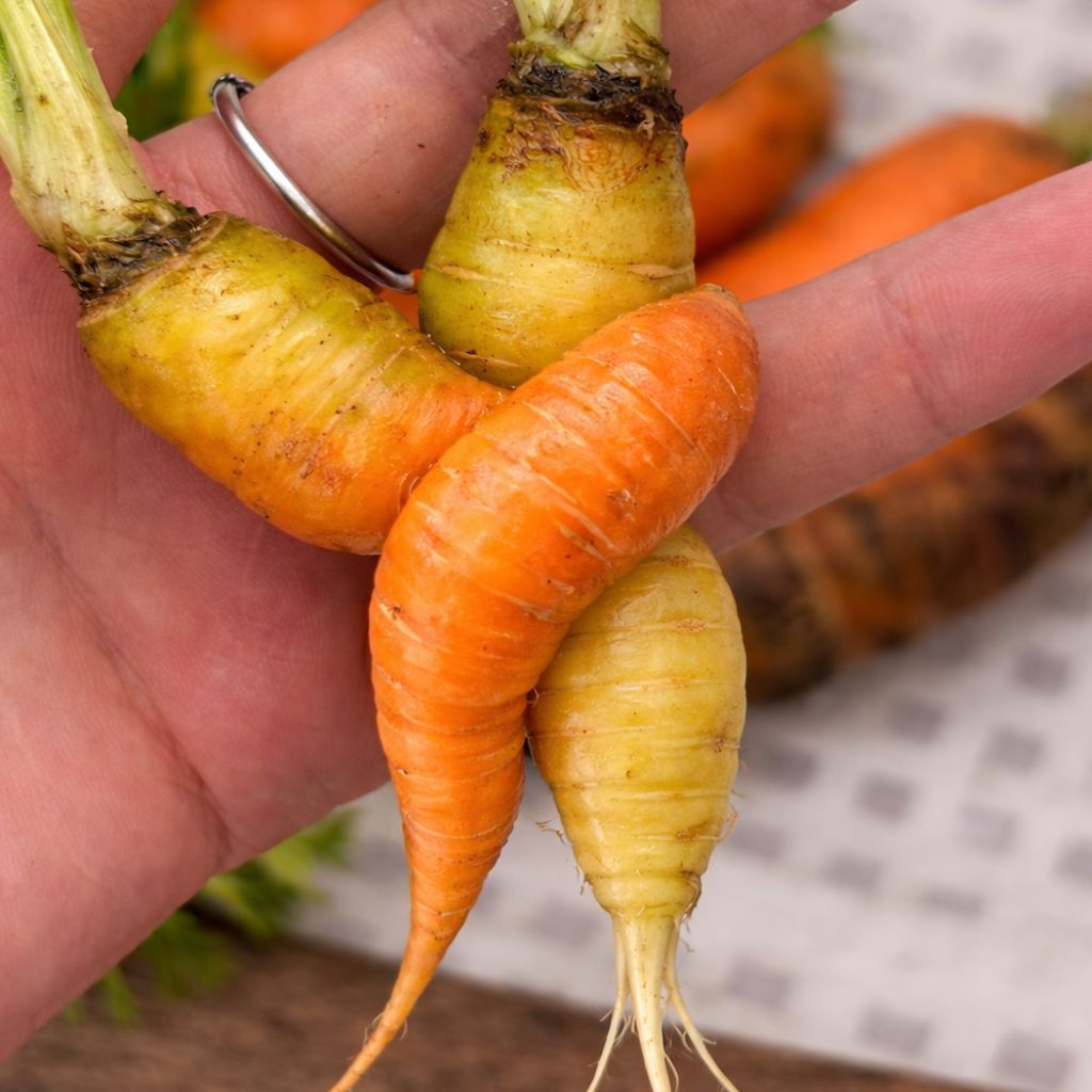 Wonky Carrots Mix [ 400g ] 