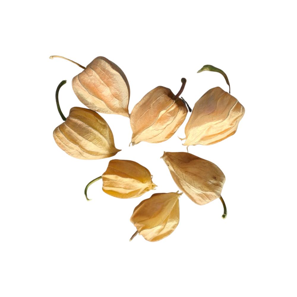 Munda Gooseberry [ 1 Pac ]