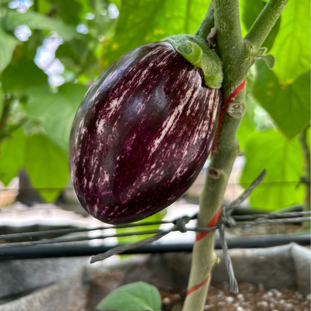 Heirloom Aubergines [ 400g ]