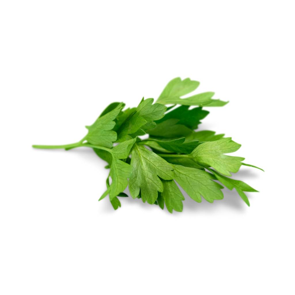 Cilantro [ 100g ]