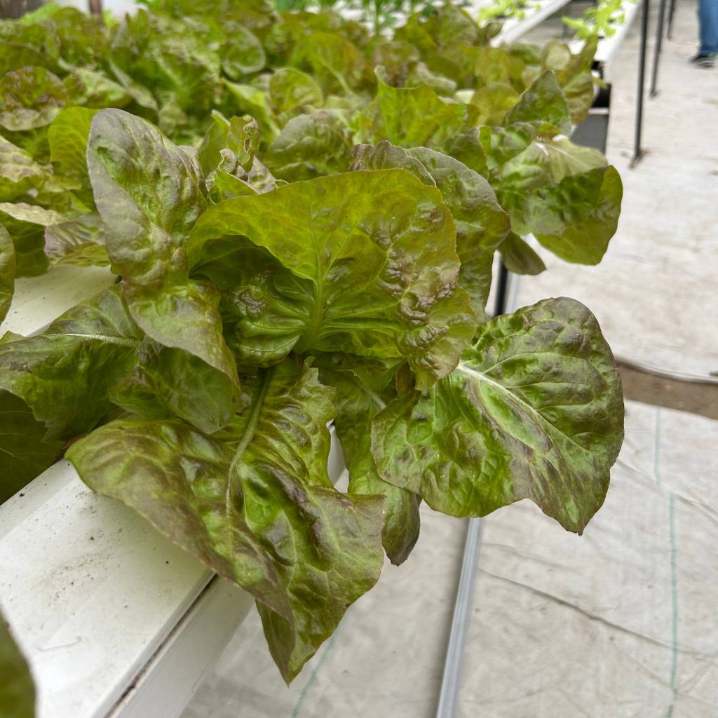 Pink Butterhead [ Head ]