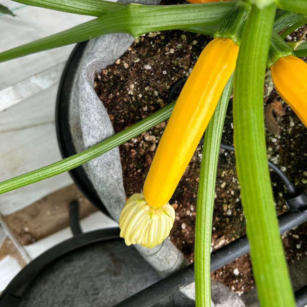 Yellow Zucchini [ 400g ]