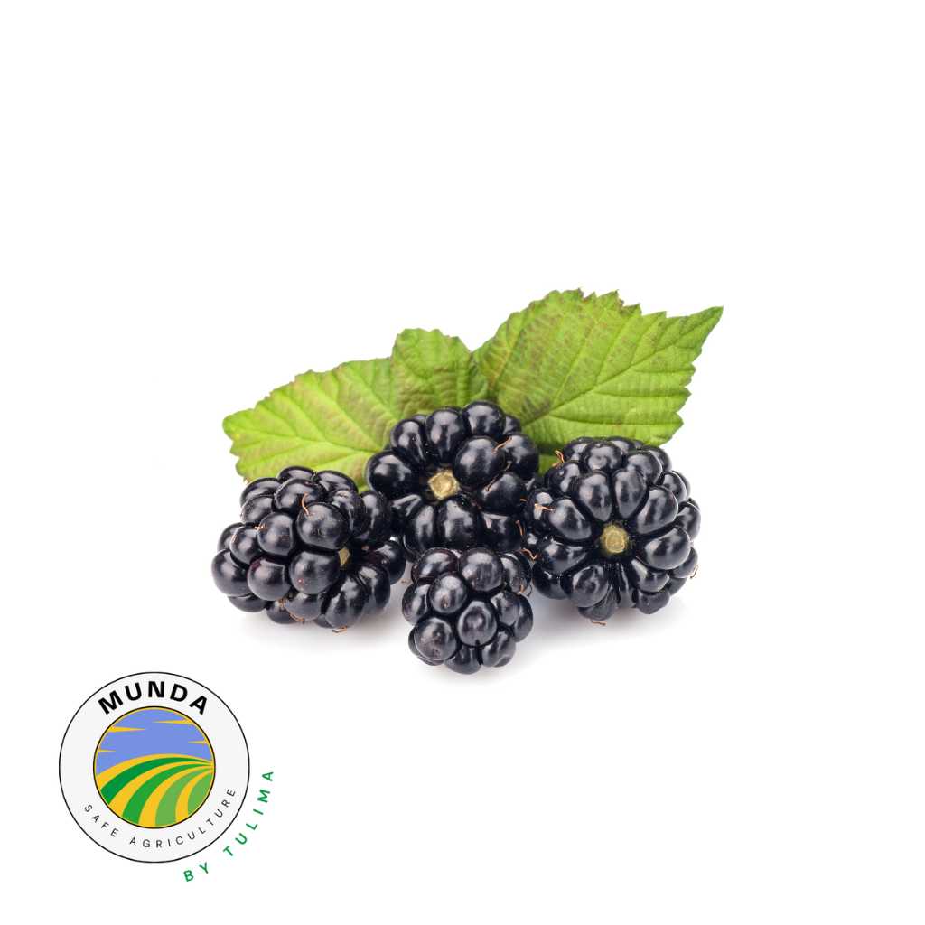 Blackberries [ 200g ]
