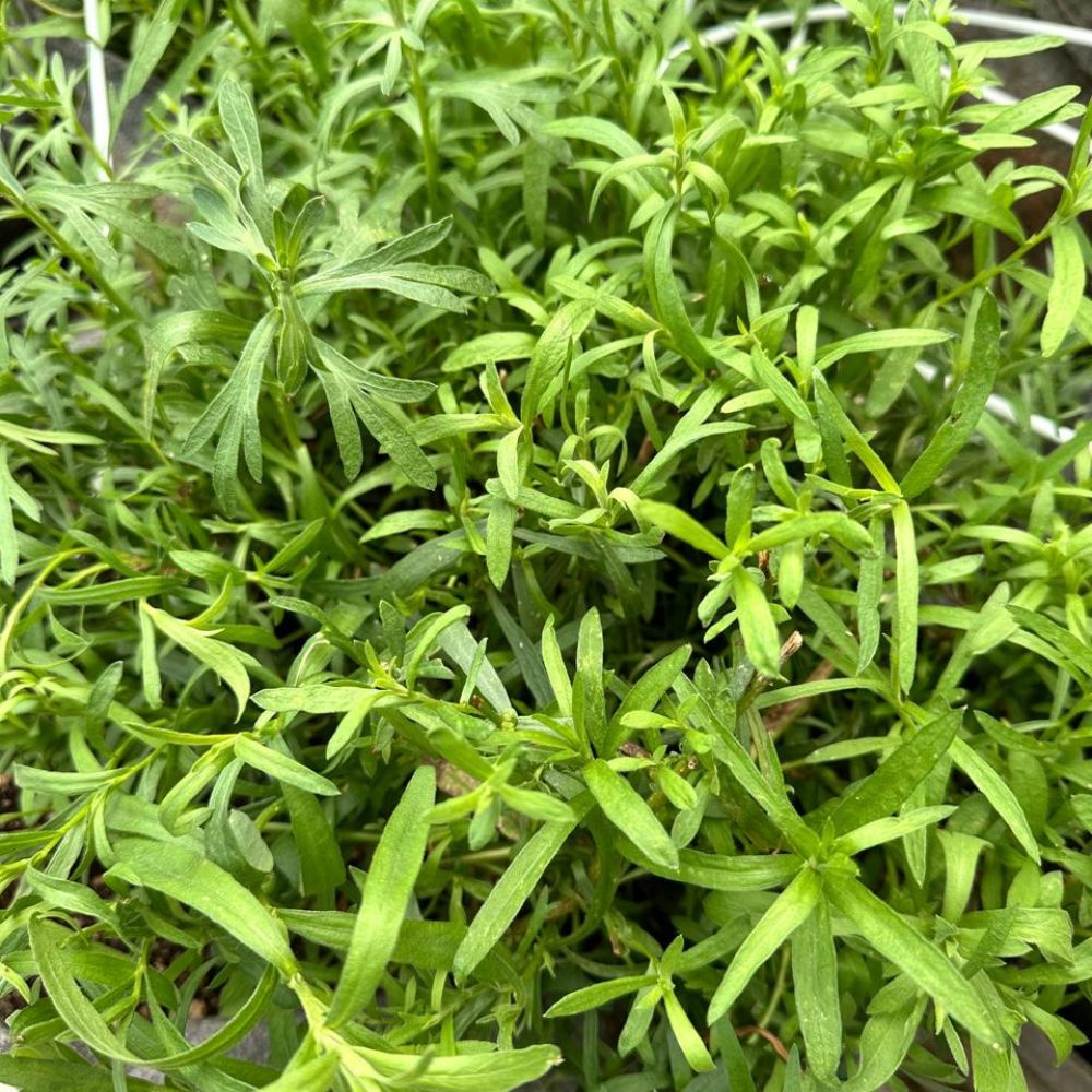 Tarragon [ 50g ]