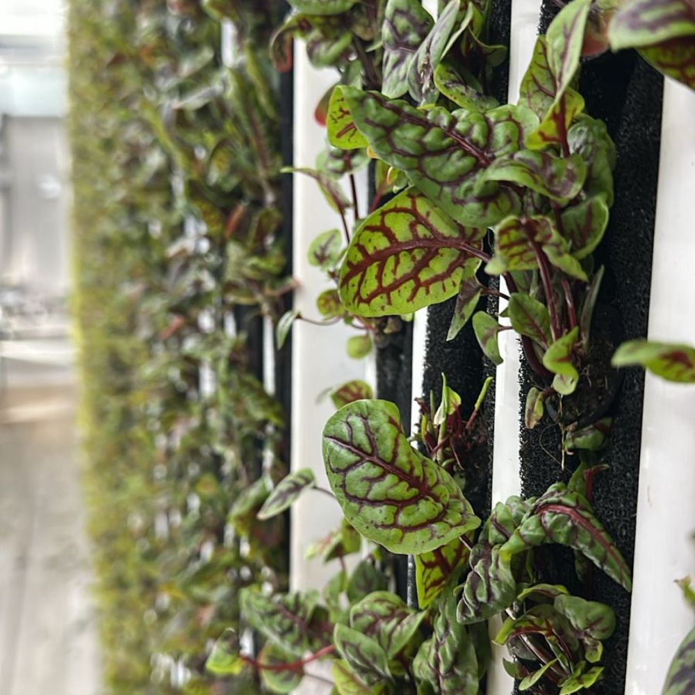 Baby Red Sorrel [ 50g ]