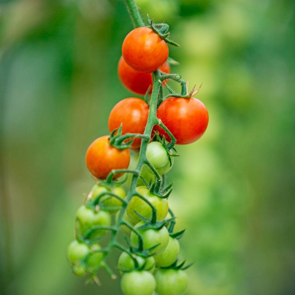 Super Sweet Red Cherry Tomato [ 400g ]