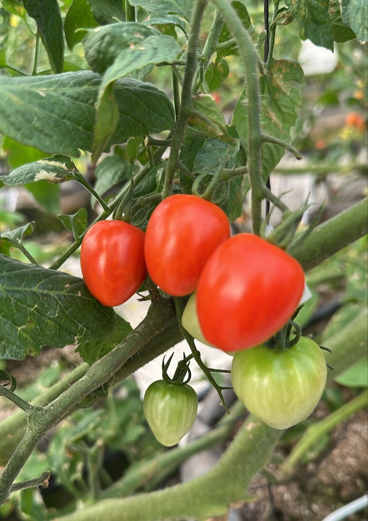 Snack Berry Tomato [ 400g ]