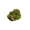 Little Red Romaine [ Head ]