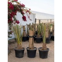 French Barhee Date Palm Offshoots - Ready to Plant