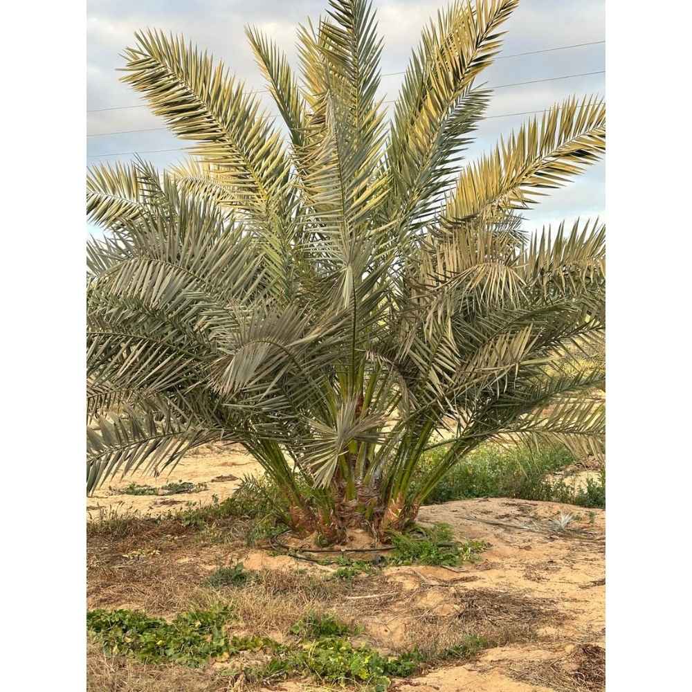 French Barhee Date Palm Offshoots - Ready to Plant