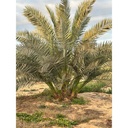 French Barhee Date Palm Offshoots - Ready to Plant