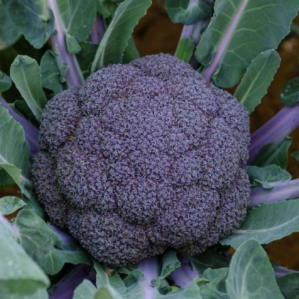 Purple Broccoli [ Head ]