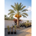 French Barhee Date Palm Offshoots - Ready to Plant