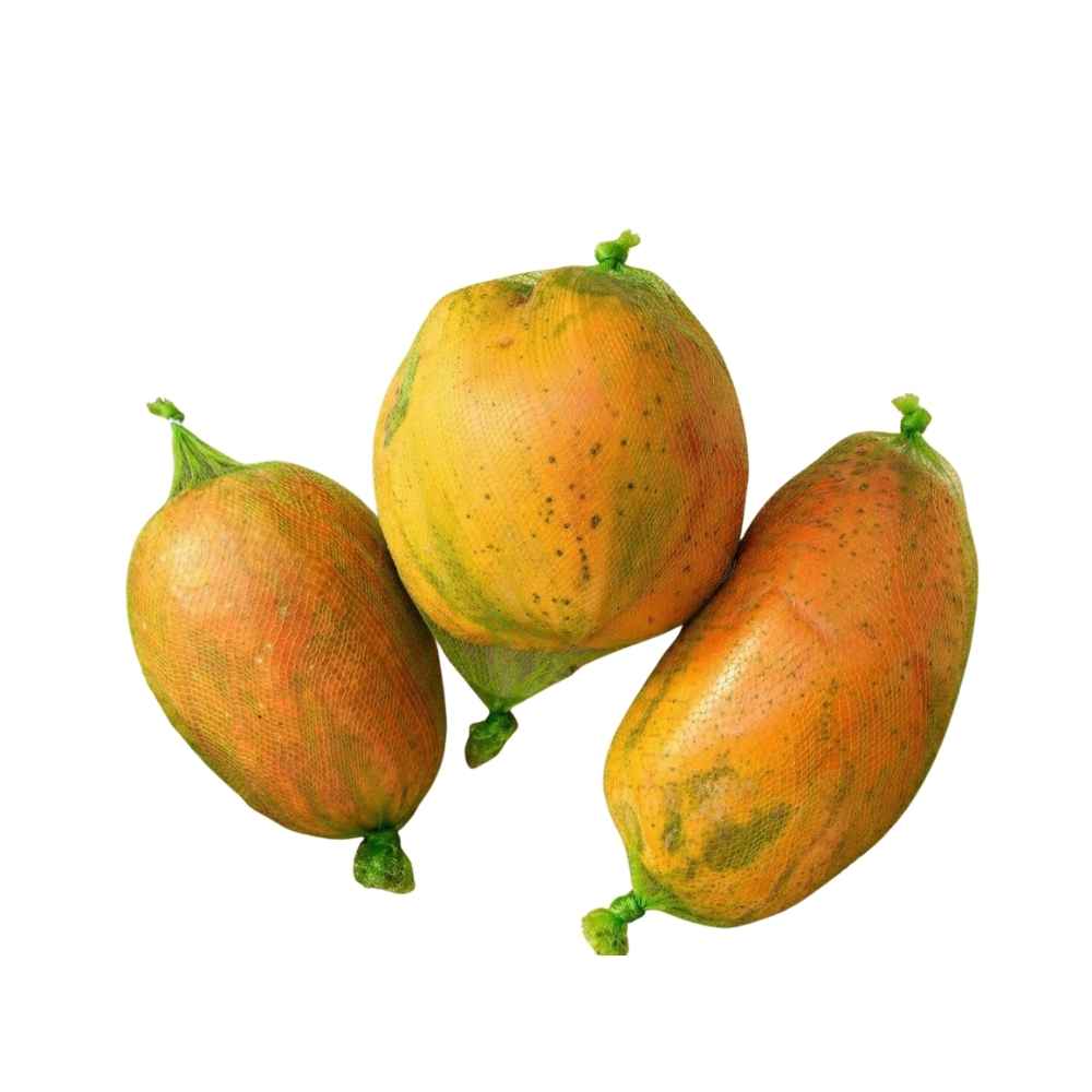 Papaya XL [ Head ]