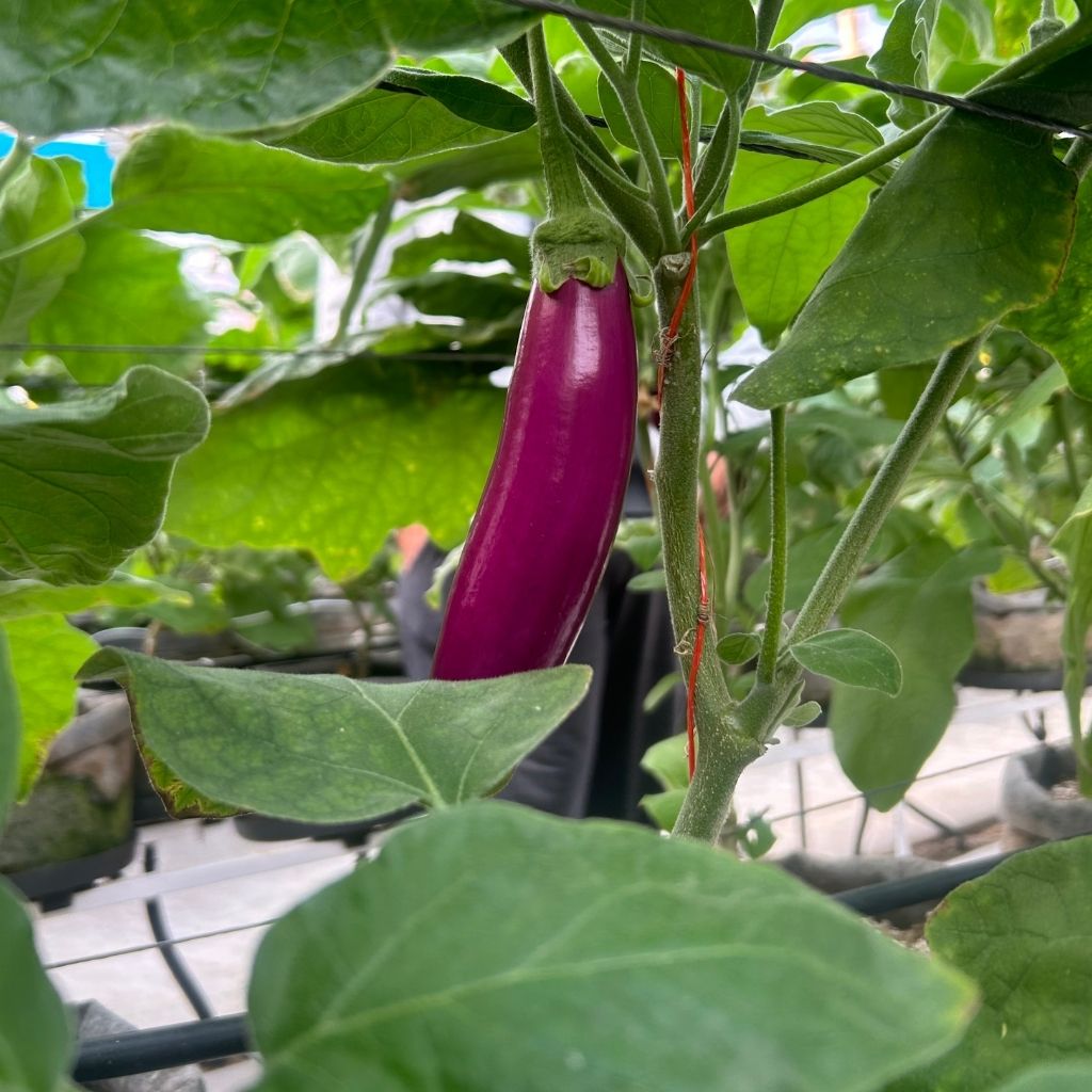 Long Lilliac Aubergine [ 500g ]