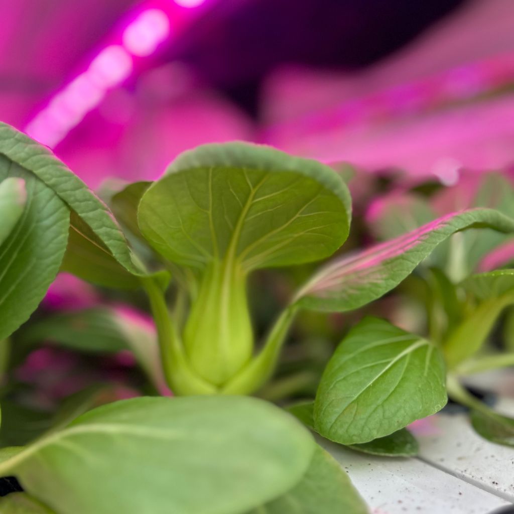 Mini Bok Choy [ Head ]