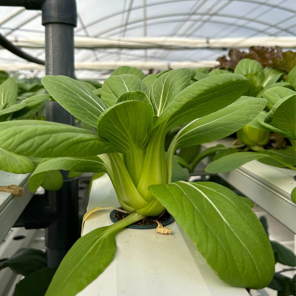 Bok Choy Green [ Head ]