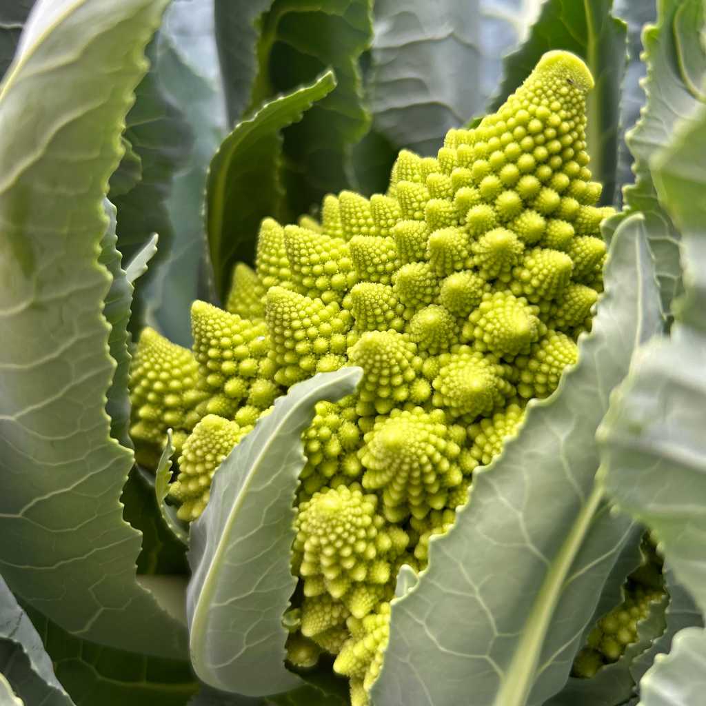 Green Romanesco Broccoli [ Head ]
