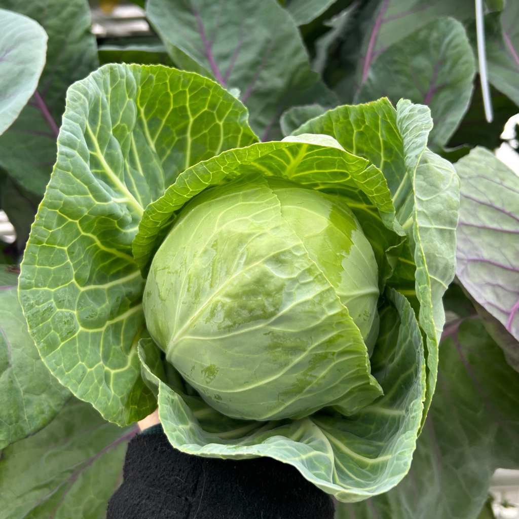 Mini Green Cabbage [ Head ]