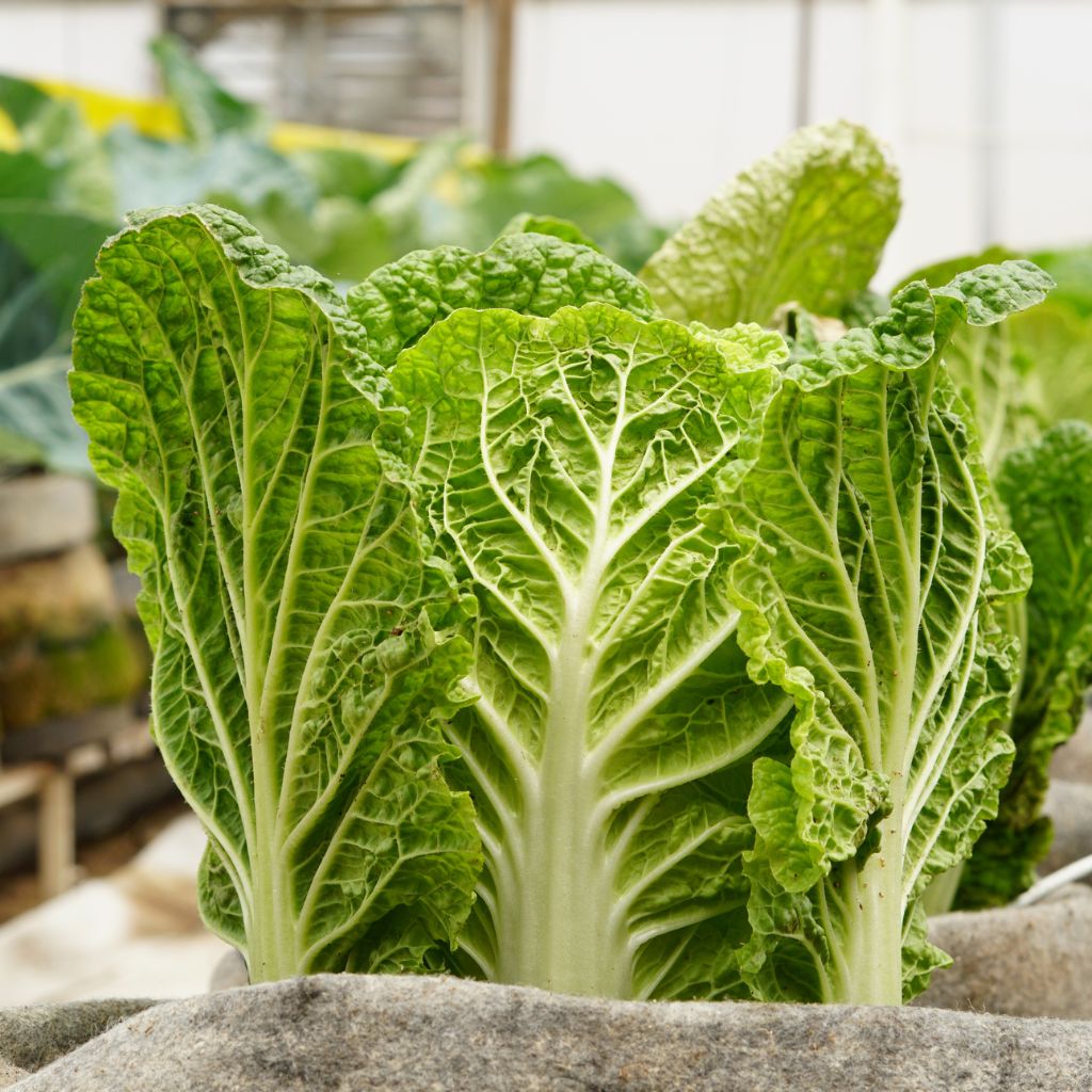 Napa Cabbage [ Head ]