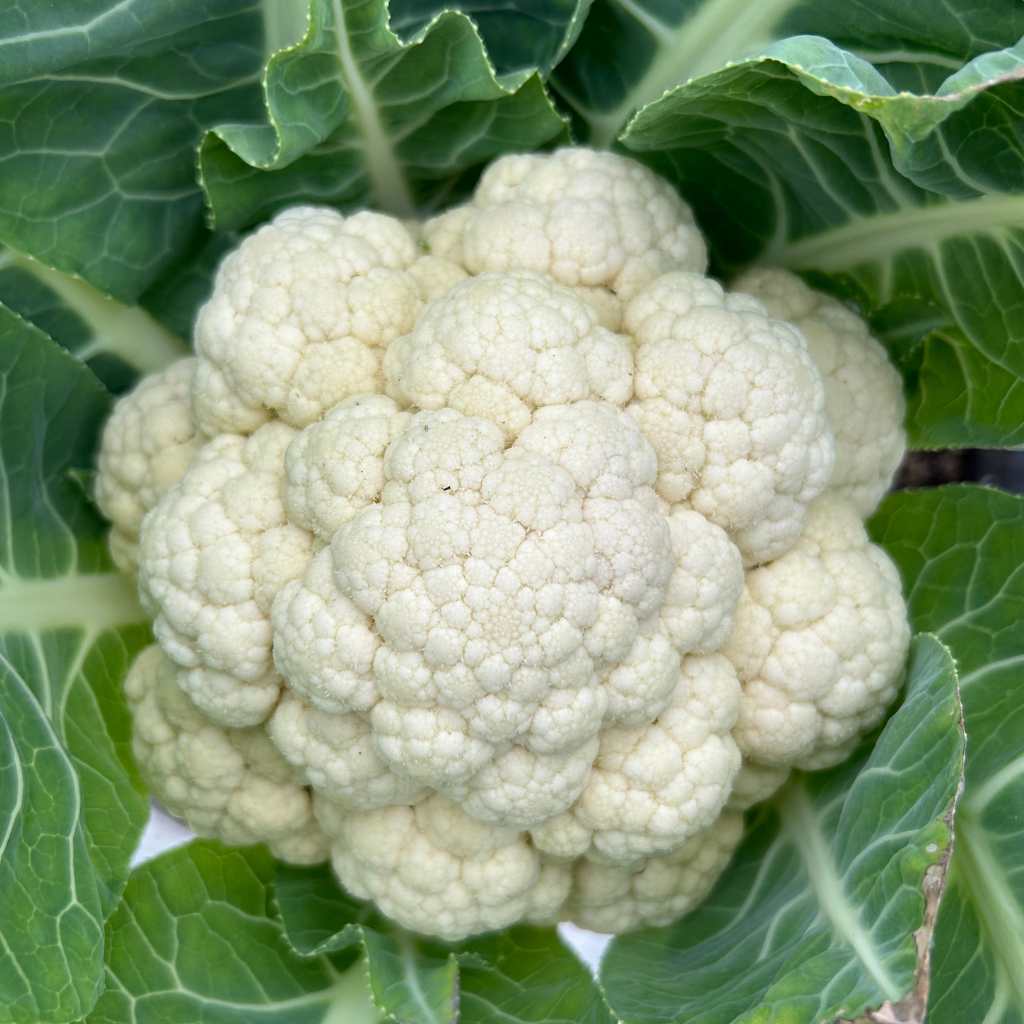 White Cauliflower [ Head ]