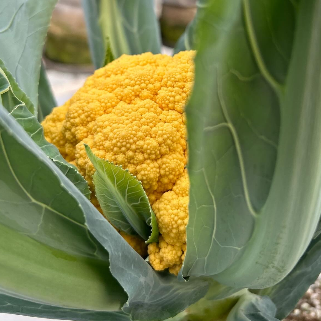 Orange Cauliflower [ Head ]