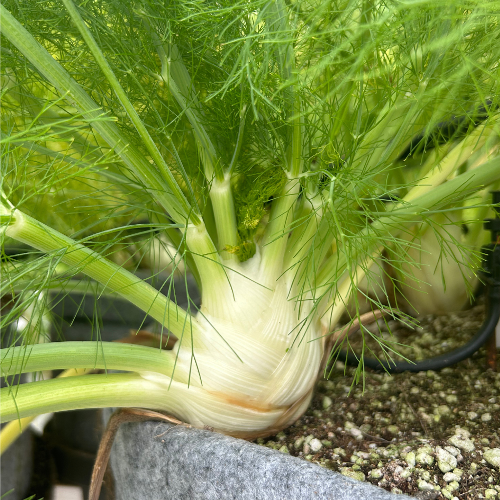 Fennel Root [ Head ]