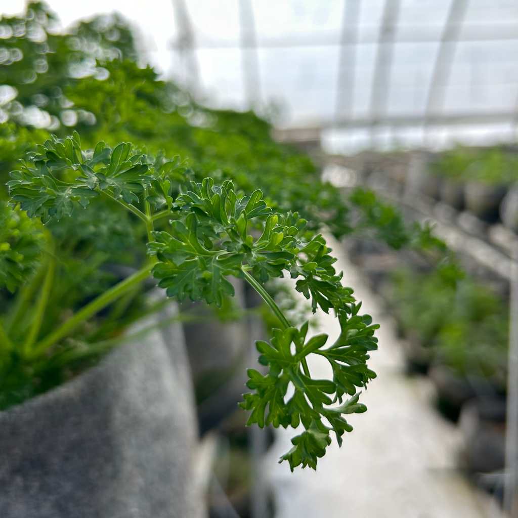 Parsley [ 125g ]