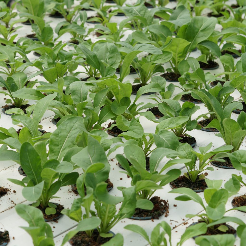 Mild Arugula [ 125g ]
