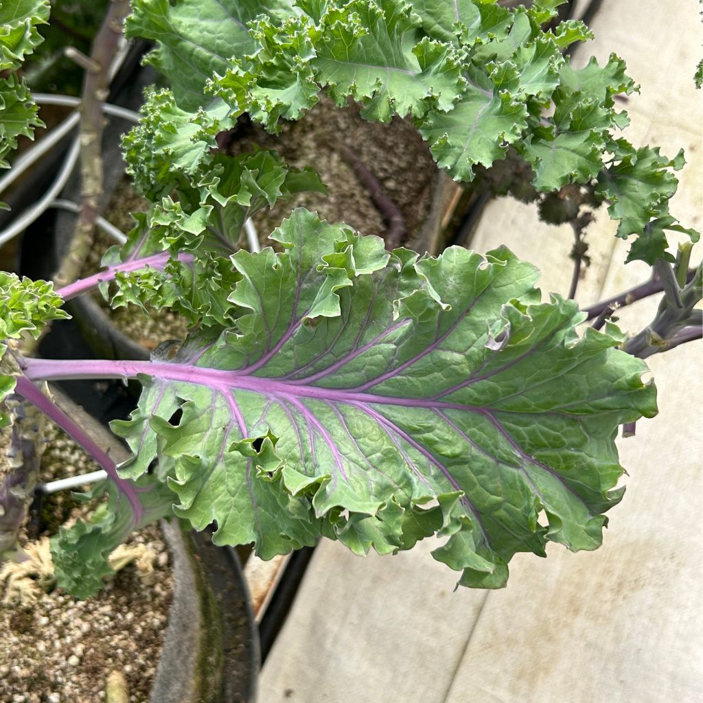 Purple Kale [ 125g ]