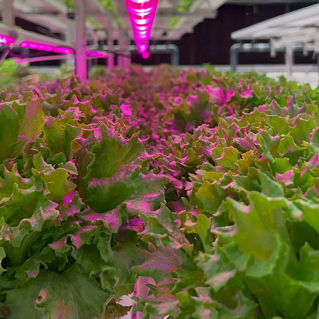 باتافيا خضراء [ قطعه ]