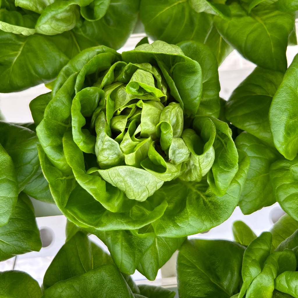 French Butterhead [ Head ]