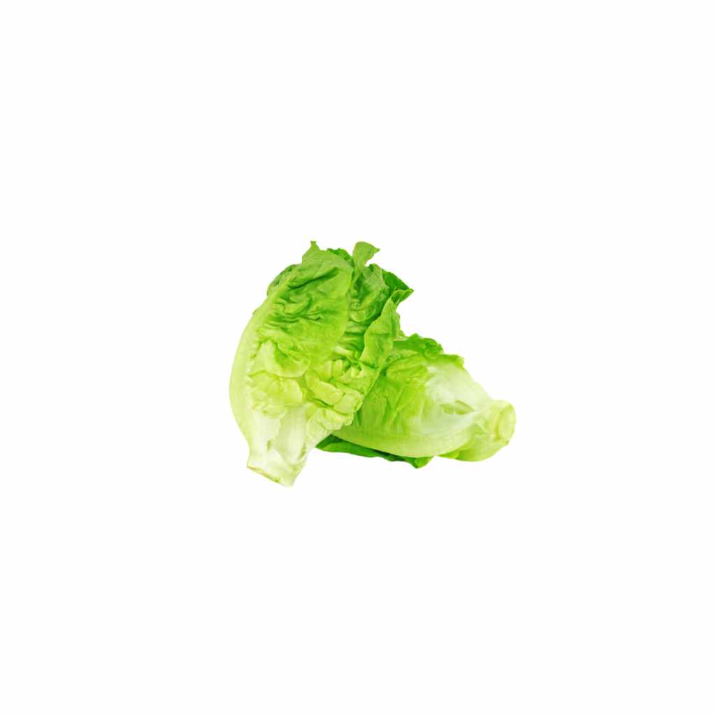 Little Romaine [ Head ]