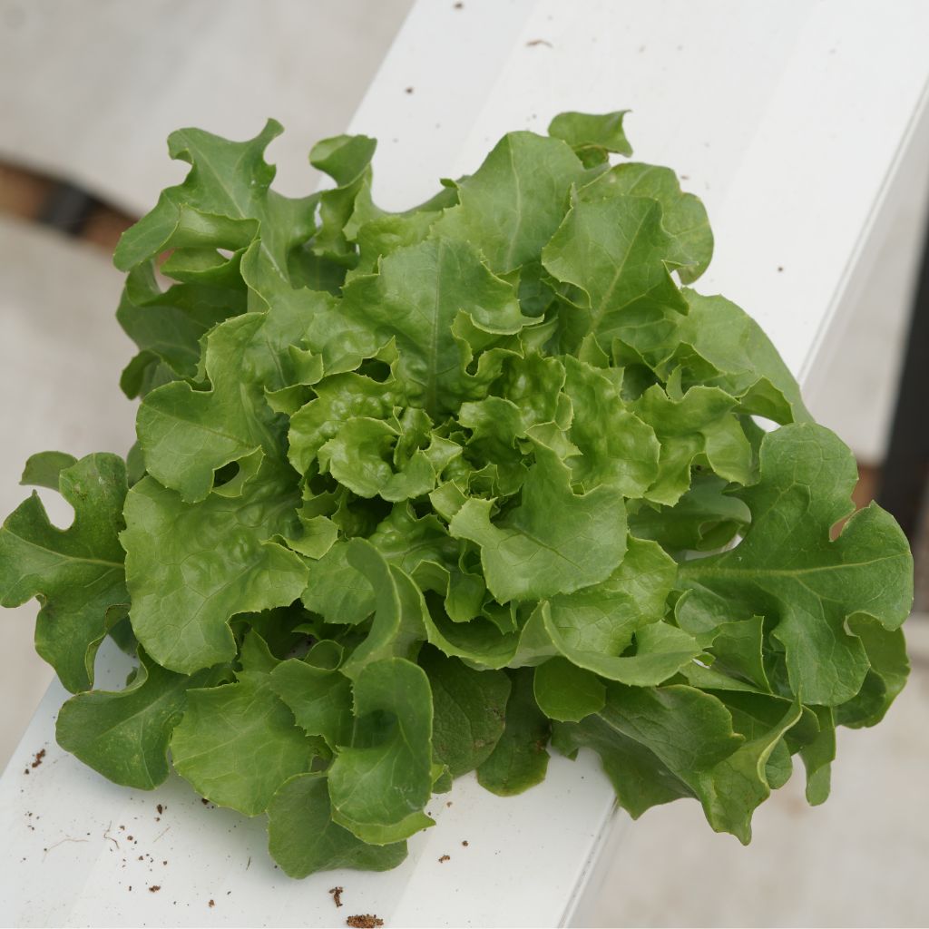 Oakleaf Green [ Head ]