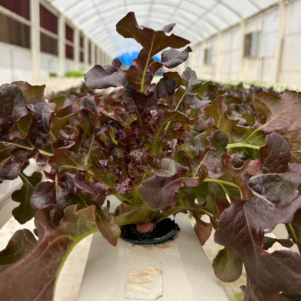 Oakleaf Red [ Head ]