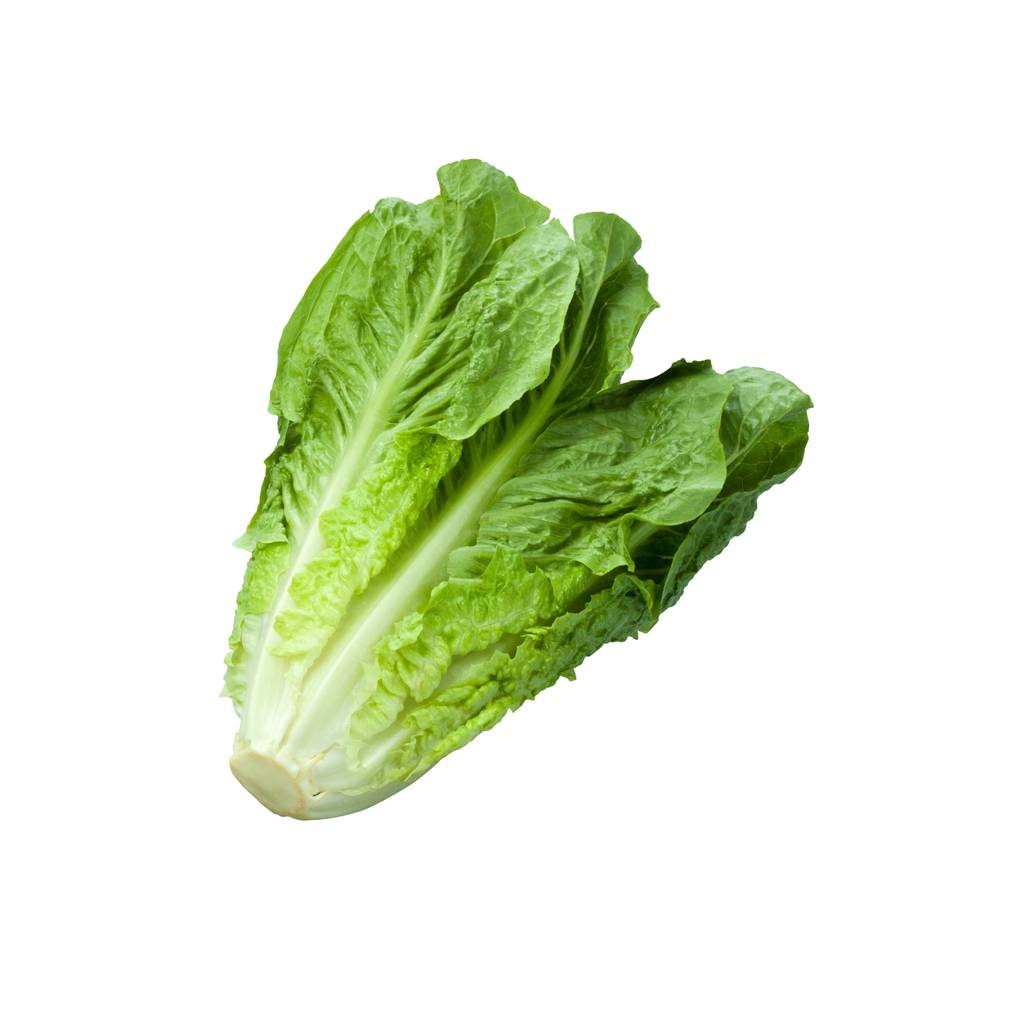 Green Romaine [ Head ]