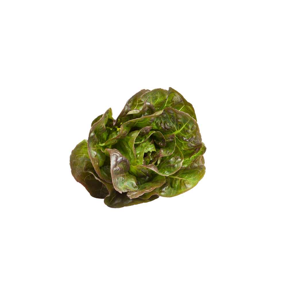 Little Red Romaine [ Head ]