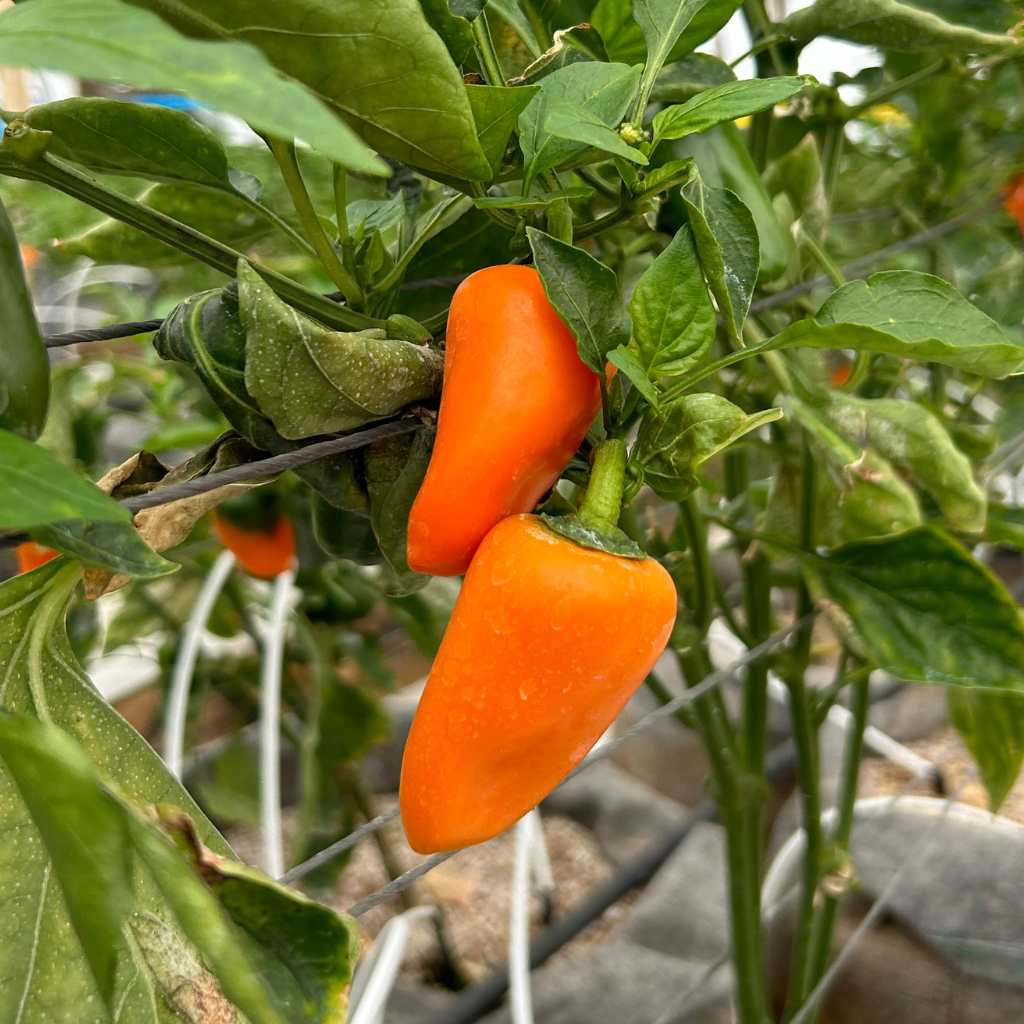 Orange Snack Pepper [ 200g ]