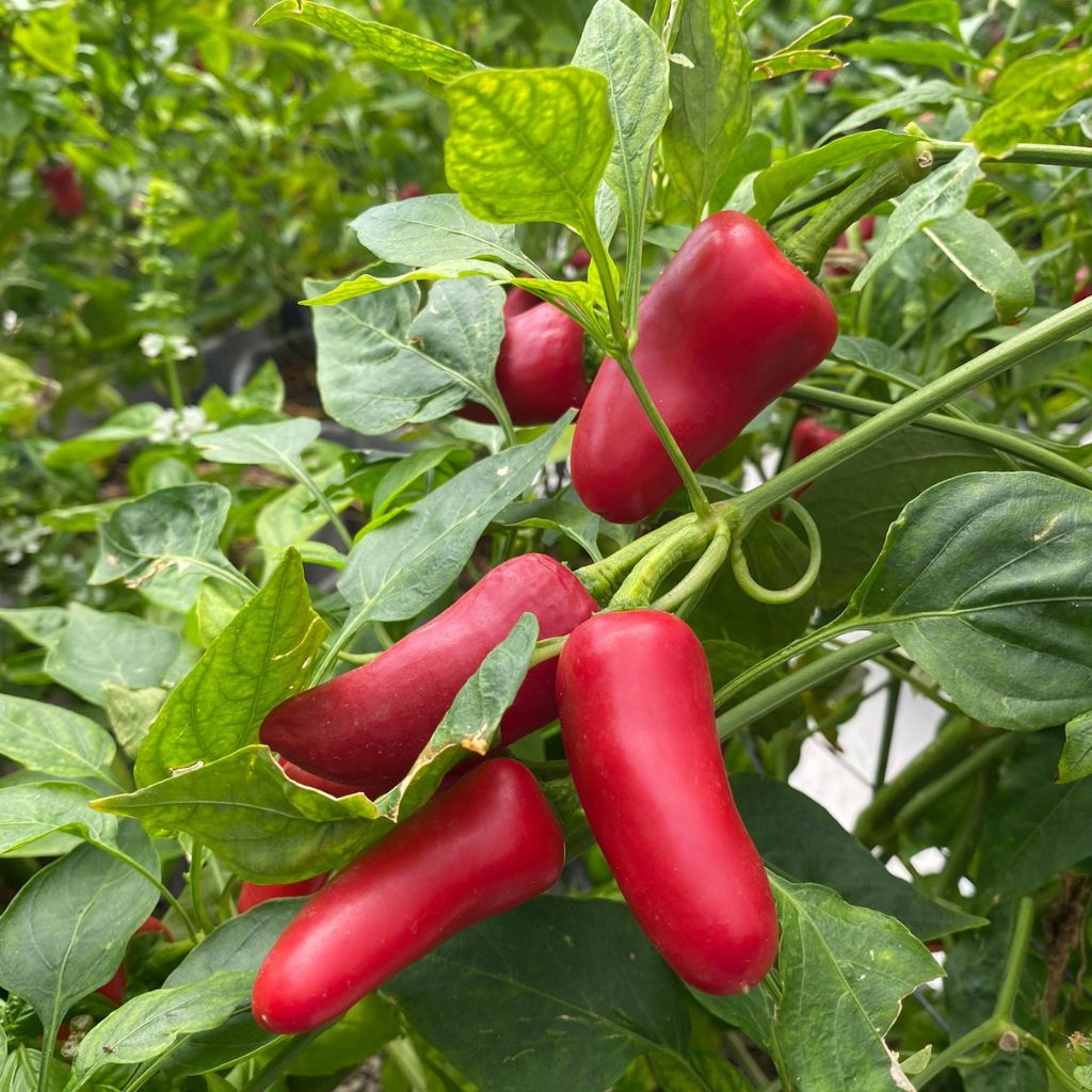Red Snack Pepper [ 250g ]