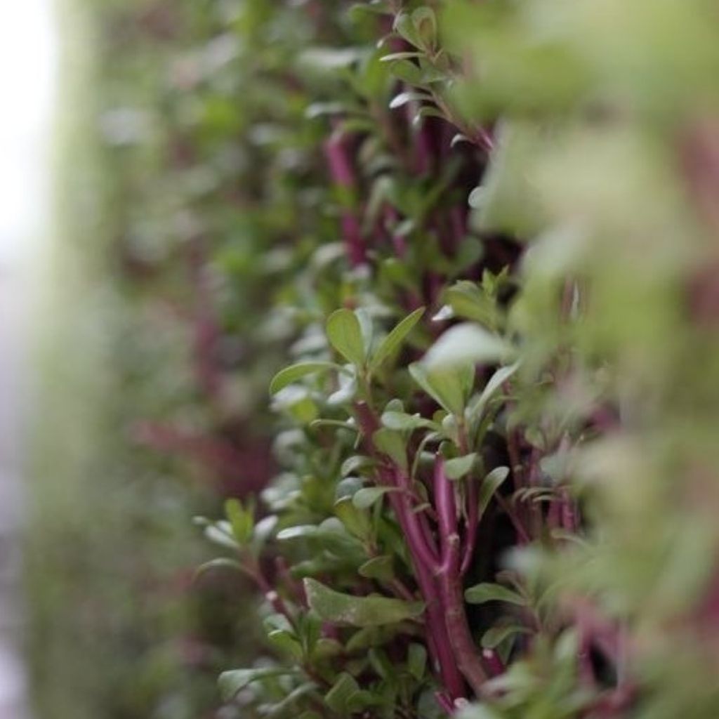 Purslane [ 125g ]