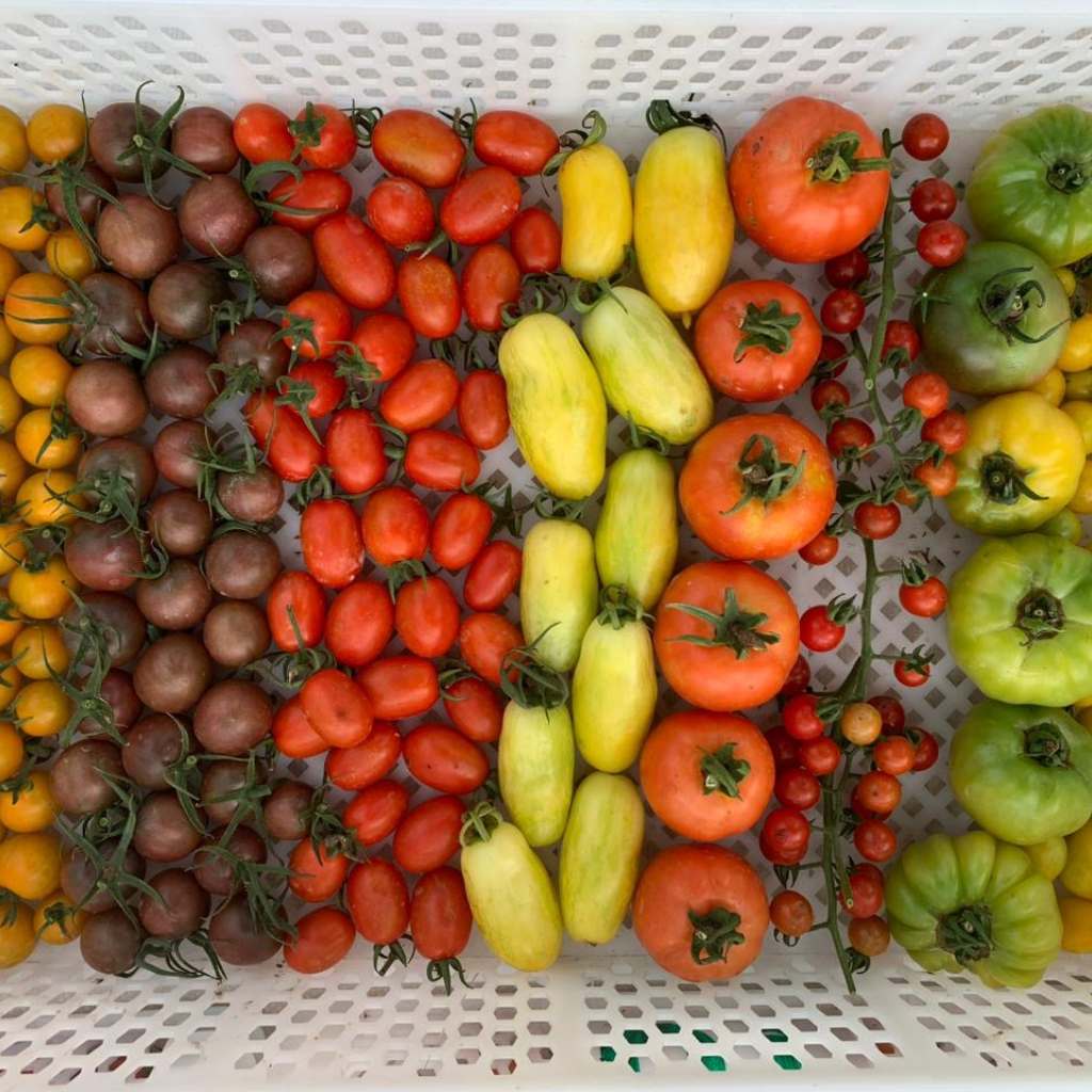 Tulima Tomato Mix [ 1kg ]