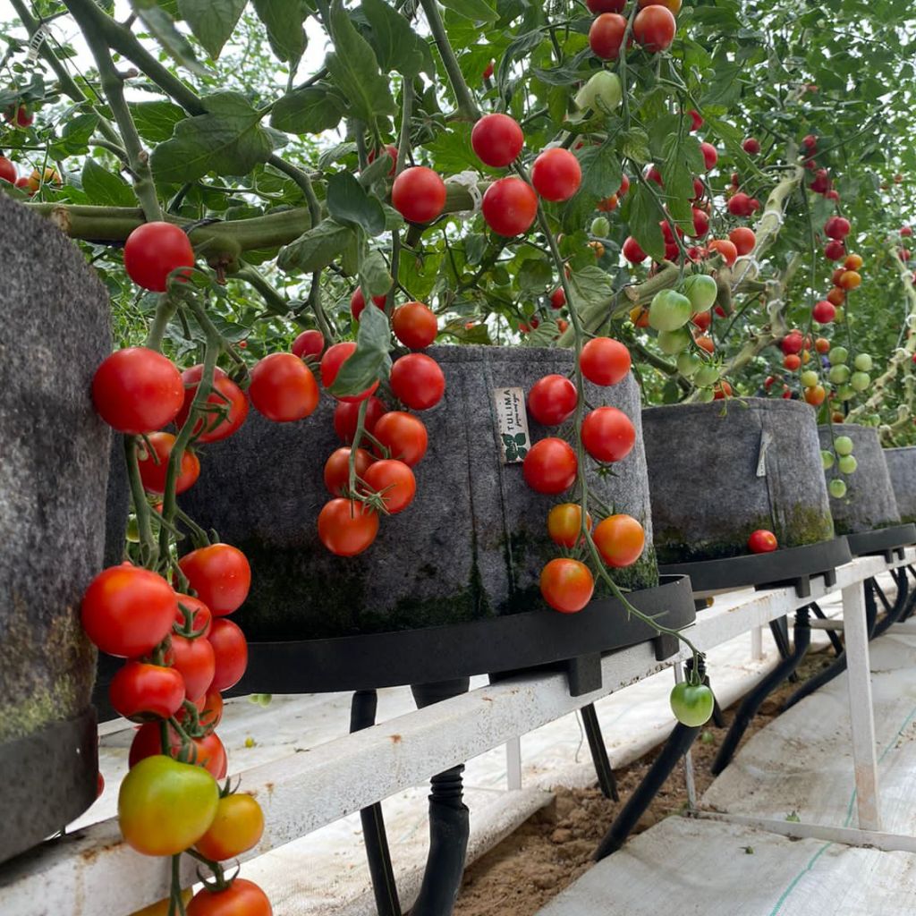 Cherry On Vine [ 500g ]