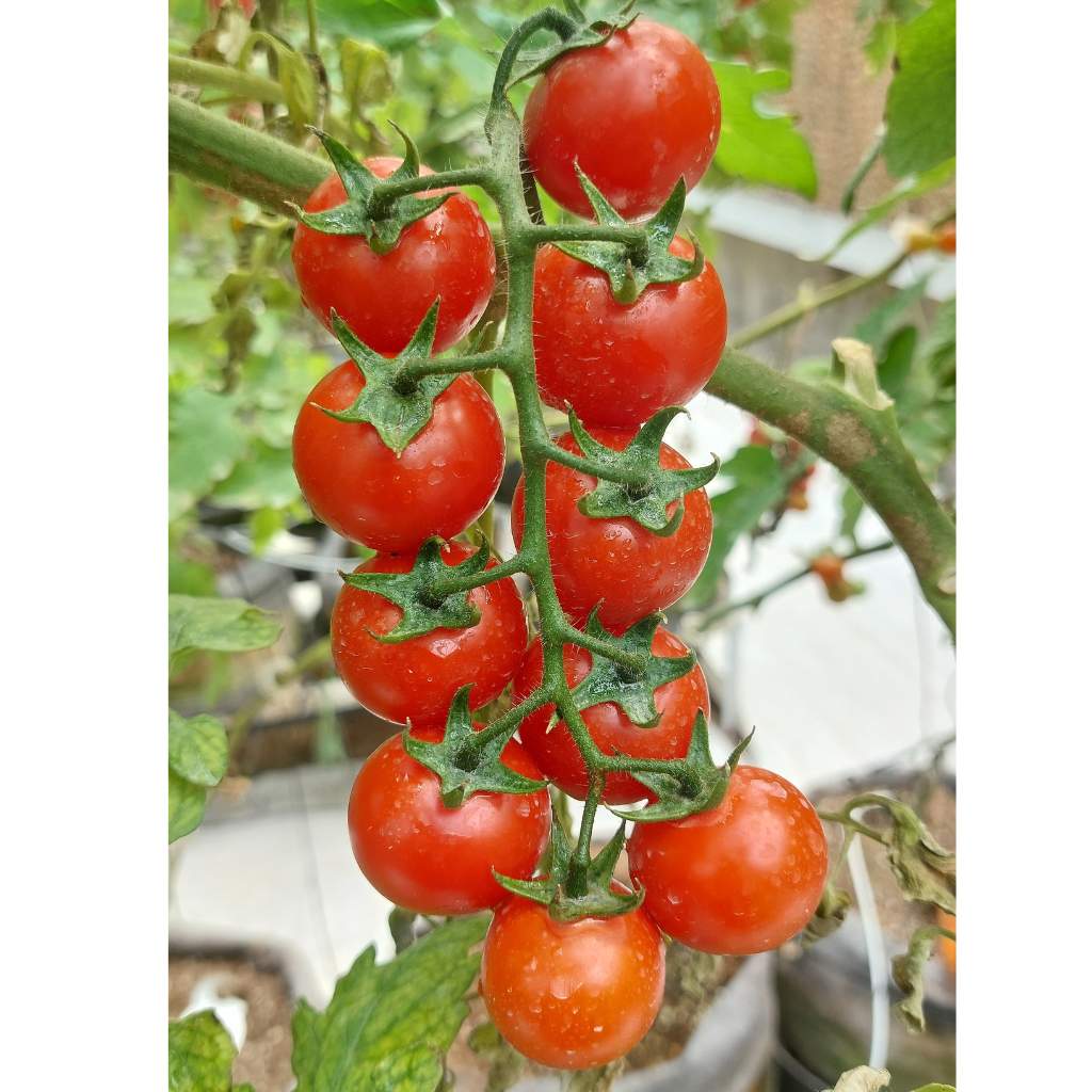 Cherry On Vine [ 500g ]