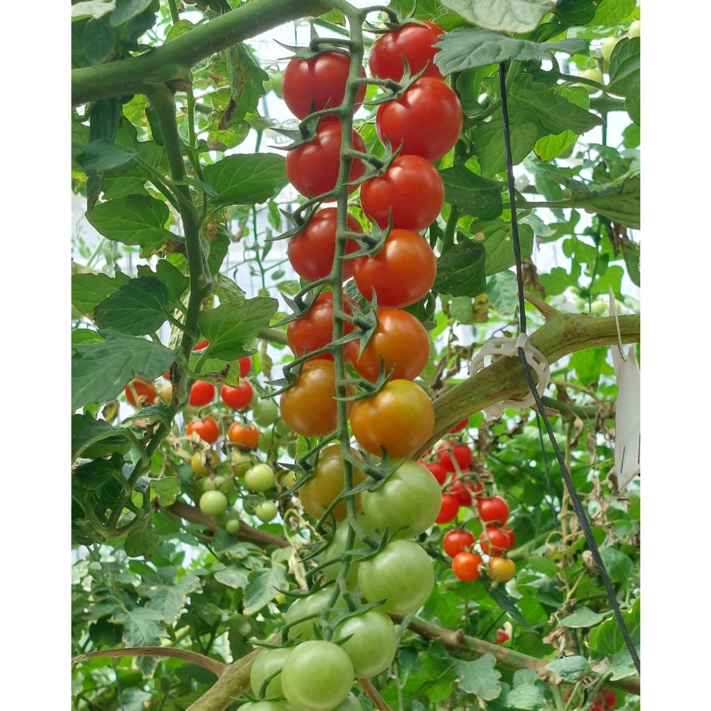 Cherry On Vine [ 500g ]