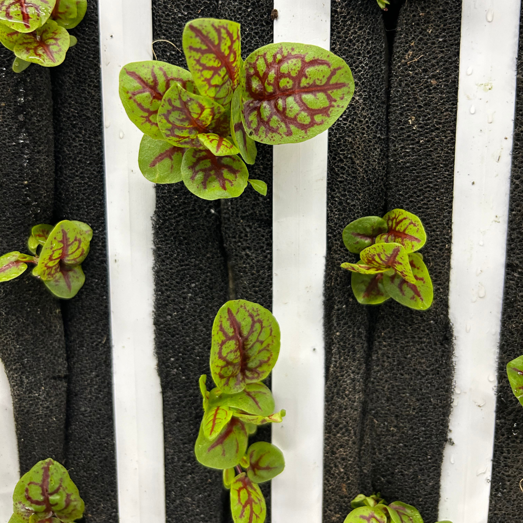 Baby Red Sorrel [ 75g ]