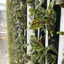 Baby Red Sorrel [ 50g ]