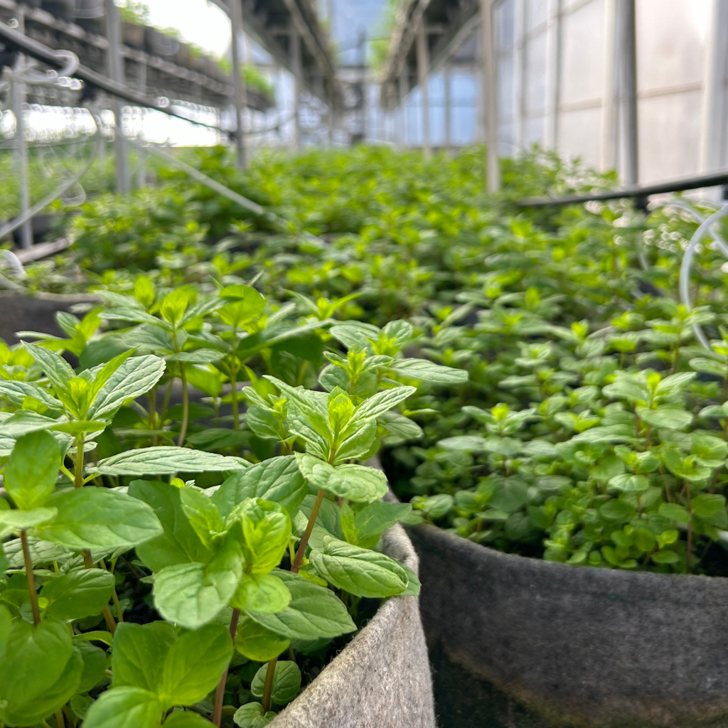 Mint [ 75g ]