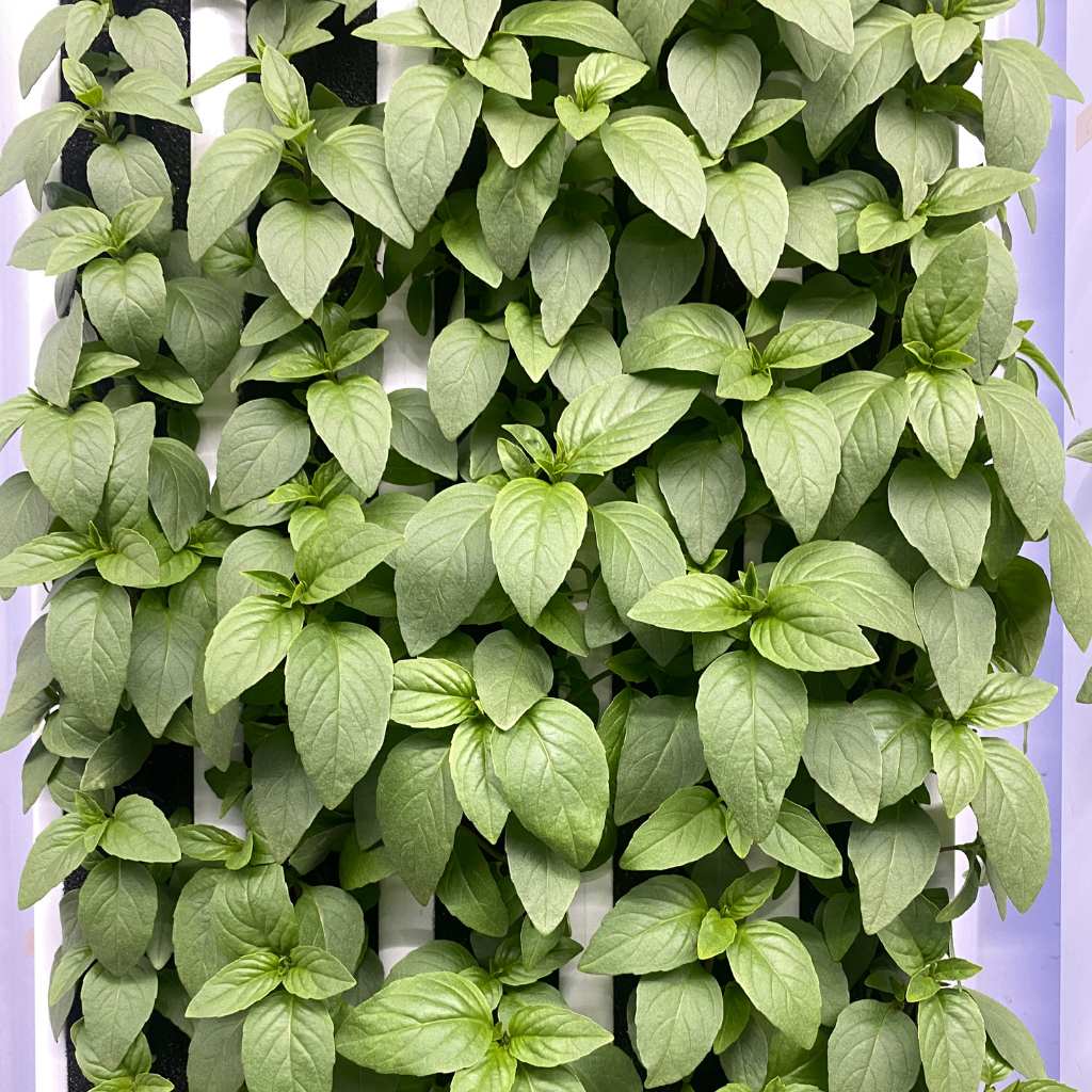 Cinnamon Basil [ 75g ]