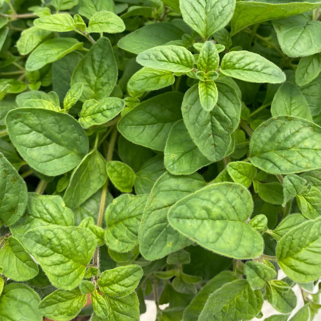 Citrus Basil [ 75g ]