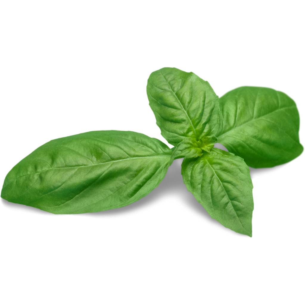 Genovese Basil [ 50g ]